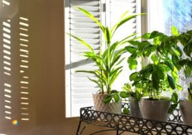 All About Interior Shutters